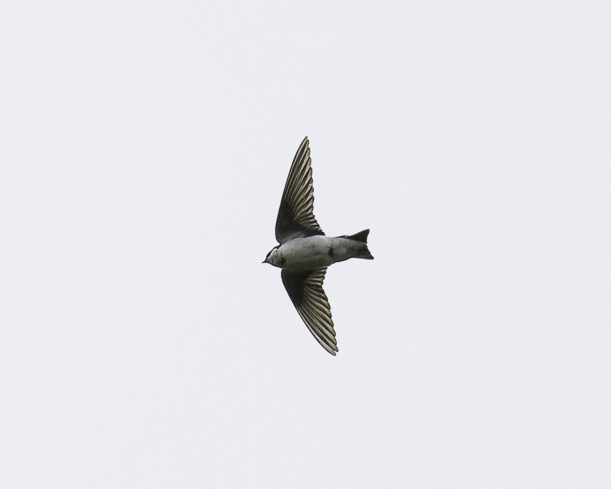Violet-green Swallow - ML620840175