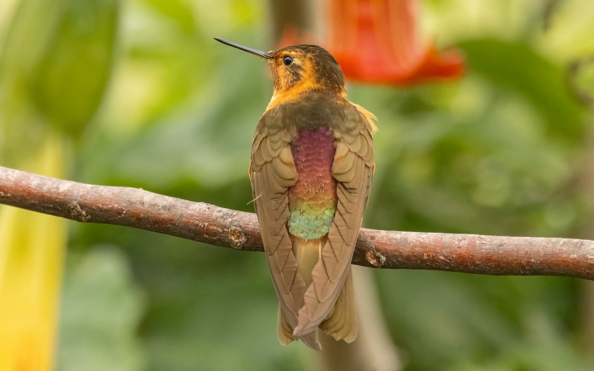 kolibřík duhovohřbetý - ML620840194