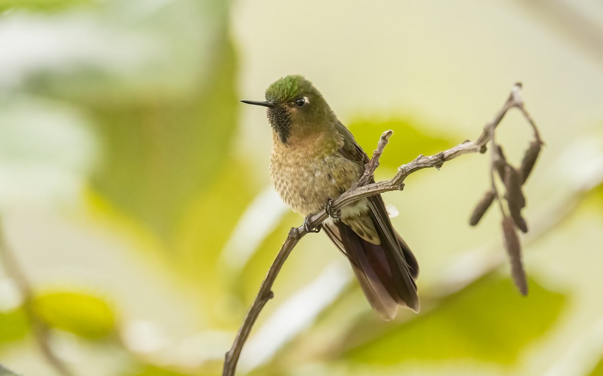 kolibřík dřišťálový - ML620840198