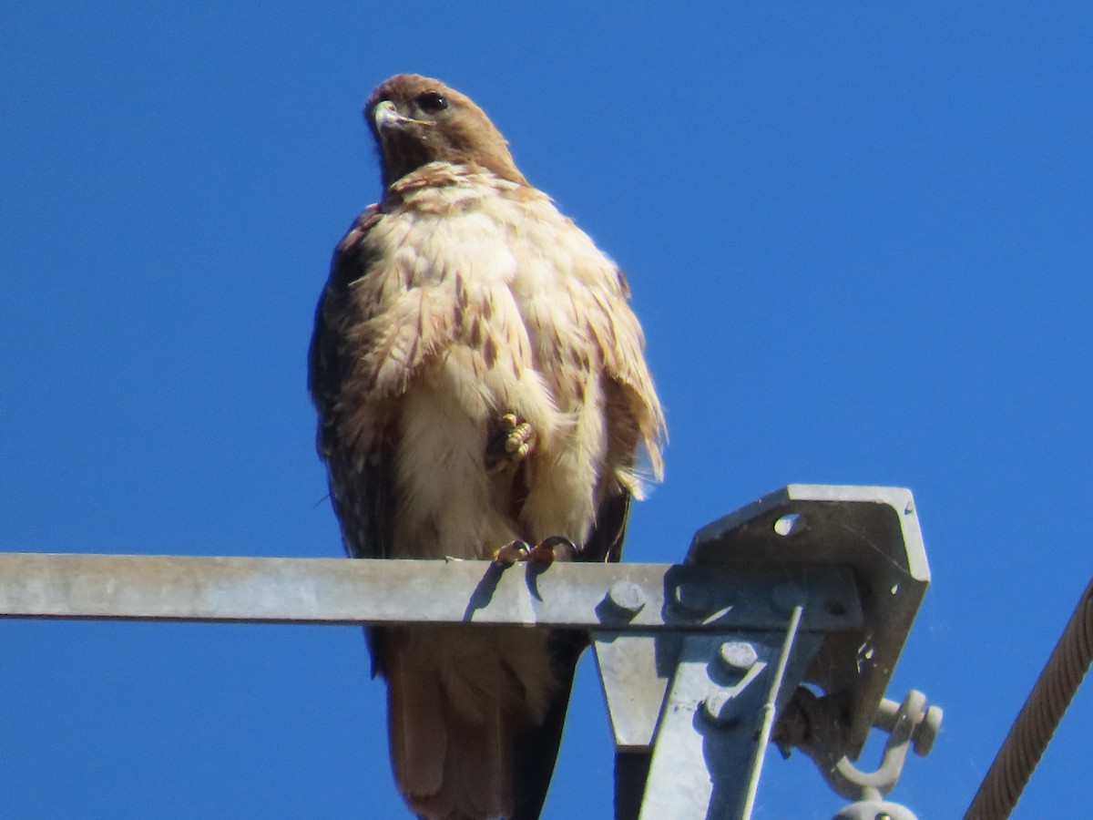 Red-tailed Hawk - ML620840200