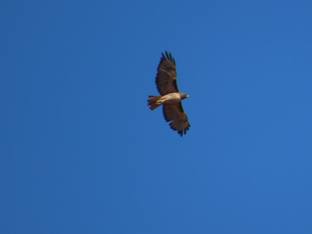 Red-tailed Hawk - ML620840201