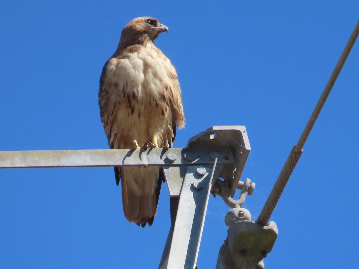 Red-tailed Hawk - ML620840202