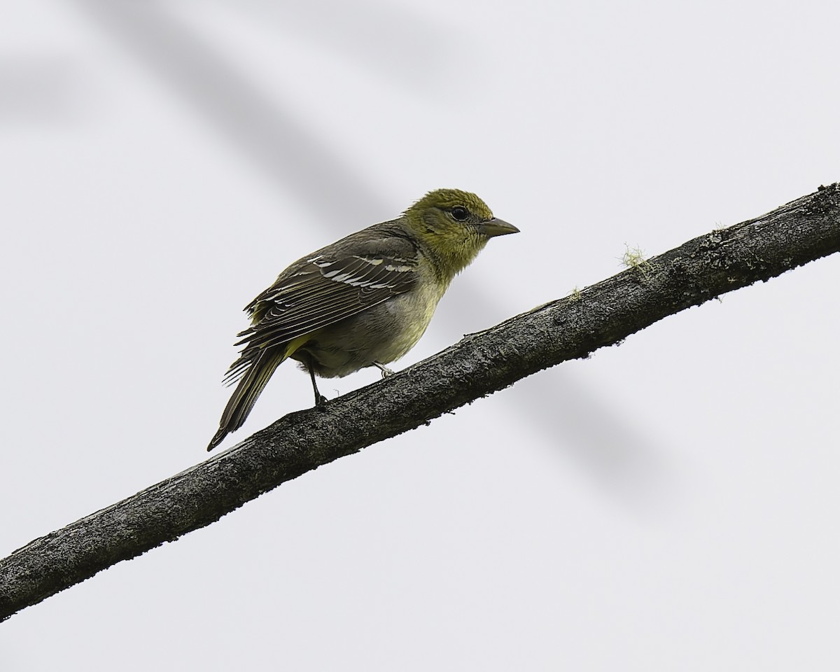 Western Tanager - ML620840240