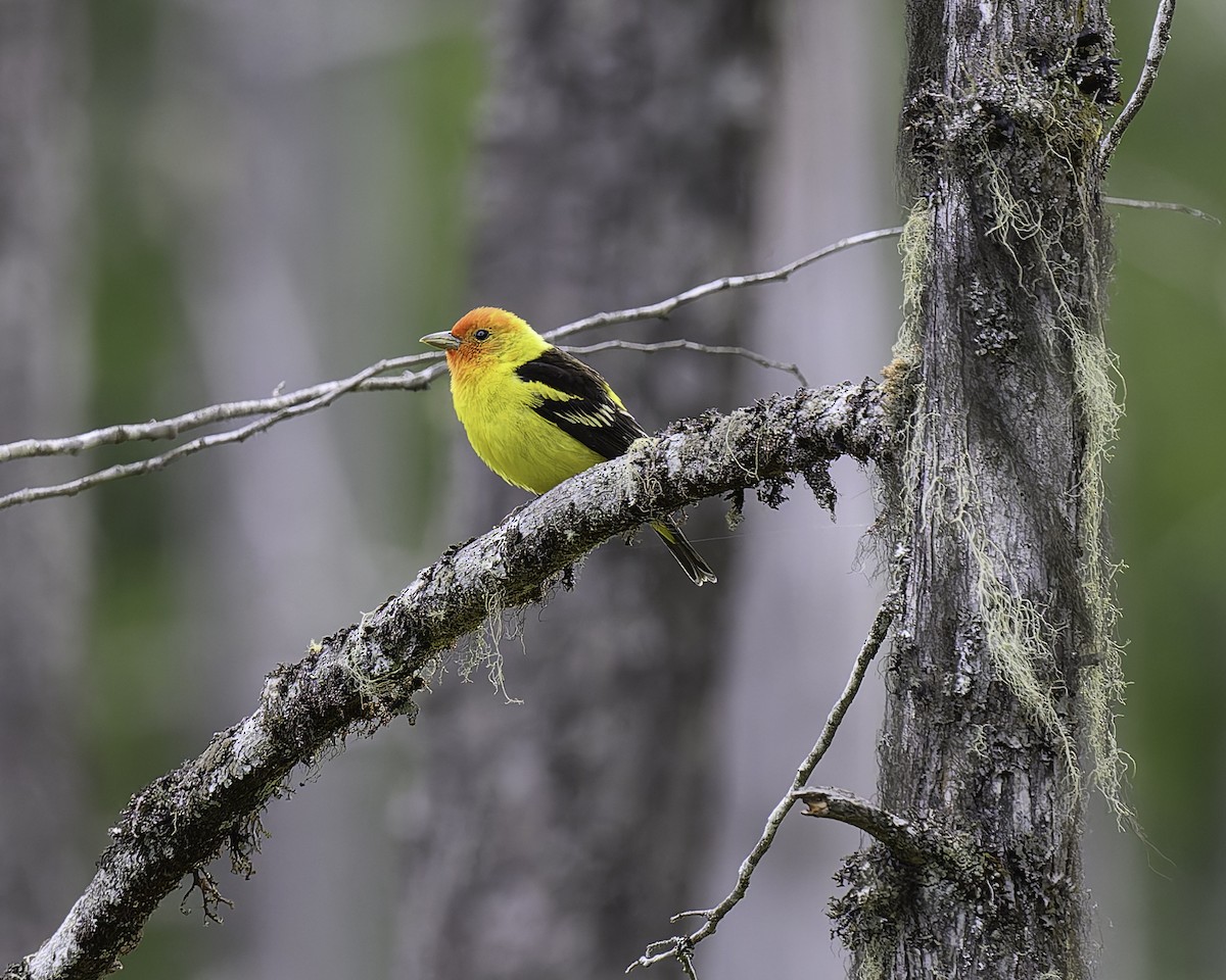 Western Tanager - ML620840241