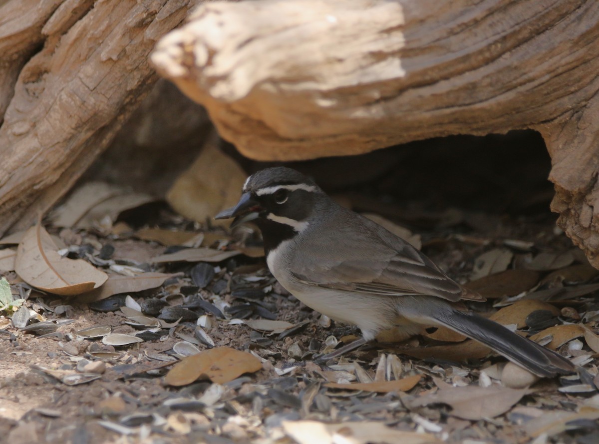 Black-throated Sparrow - ML620840258