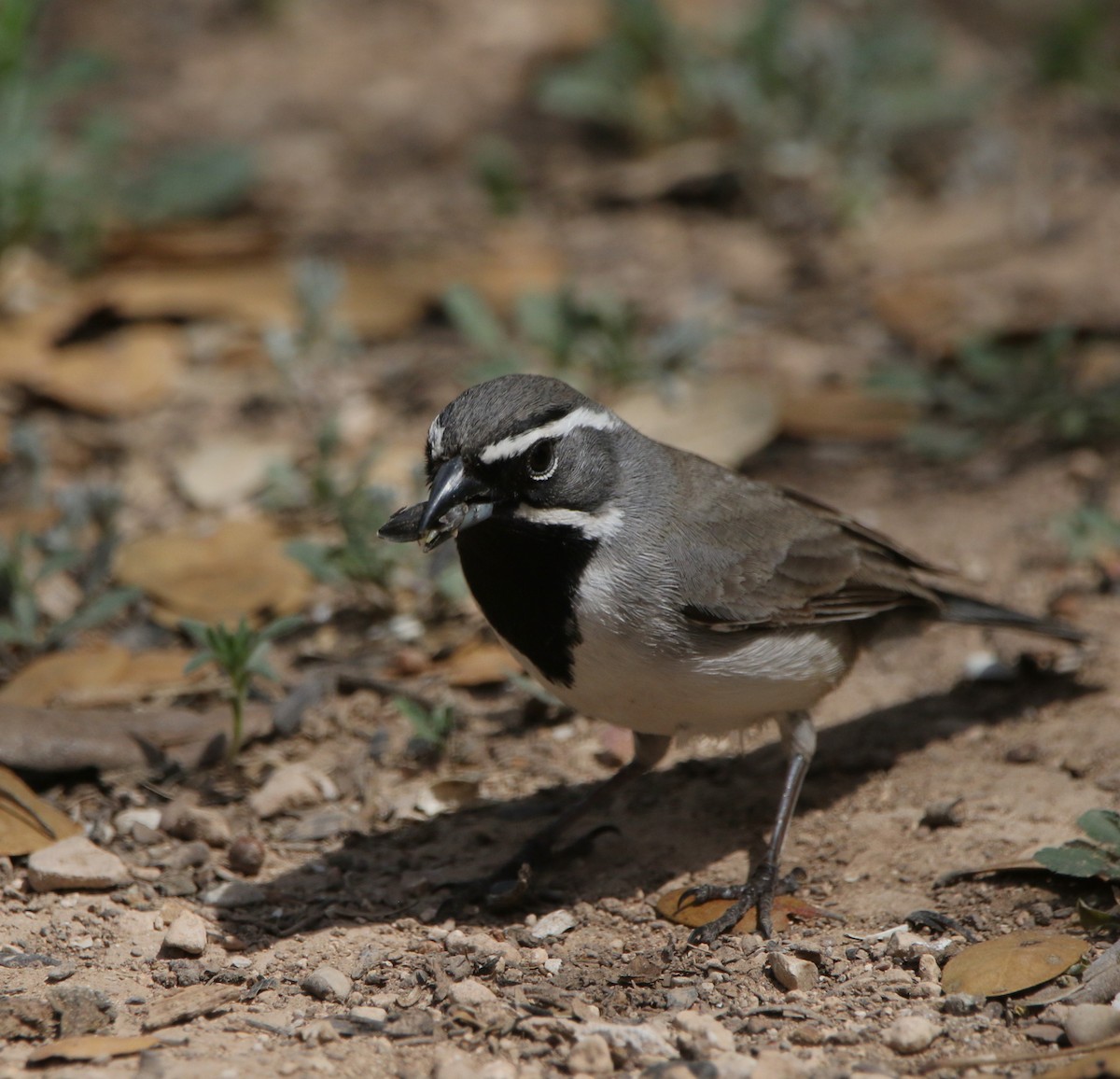 Black-throated Sparrow - ML620840259