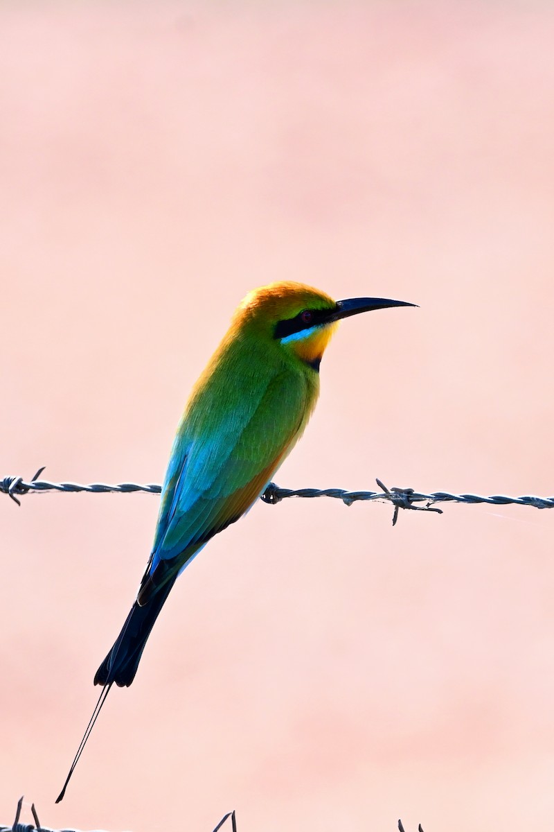 Rainbow Bee-eater - ML620840260