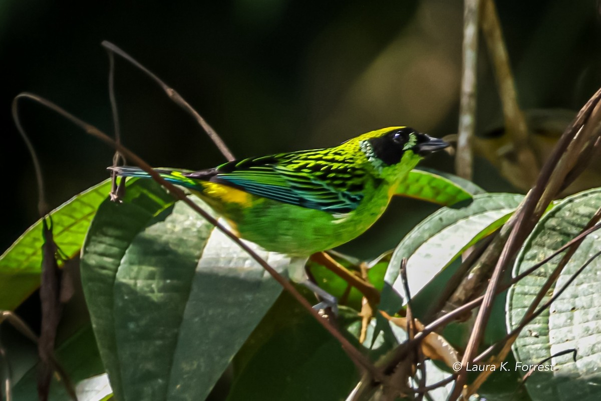 Green-and-gold Tanager - ML620840307