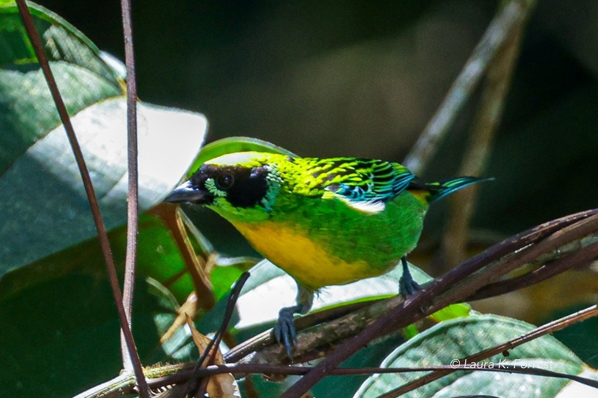 Green-and-gold Tanager - ML620840308