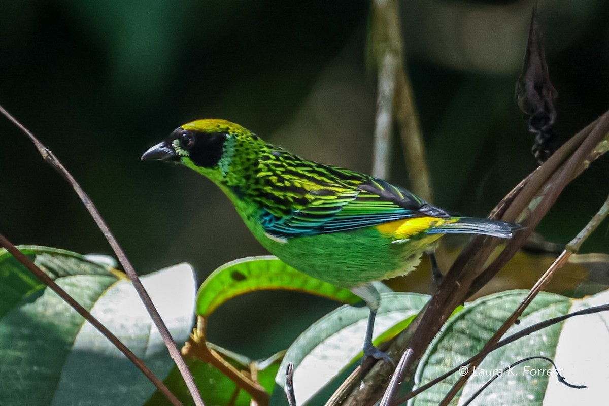 Green-and-gold Tanager - ML620840309