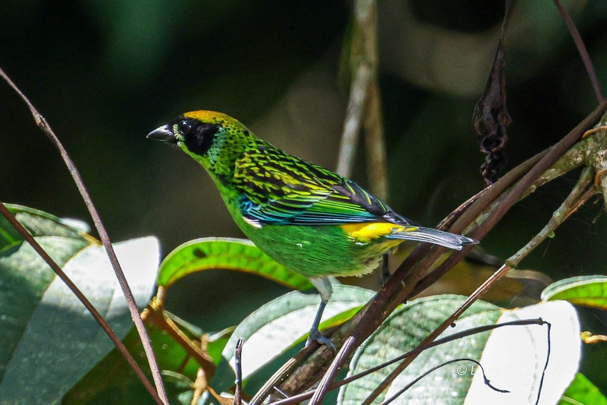 Green-and-gold Tanager - ML620840310