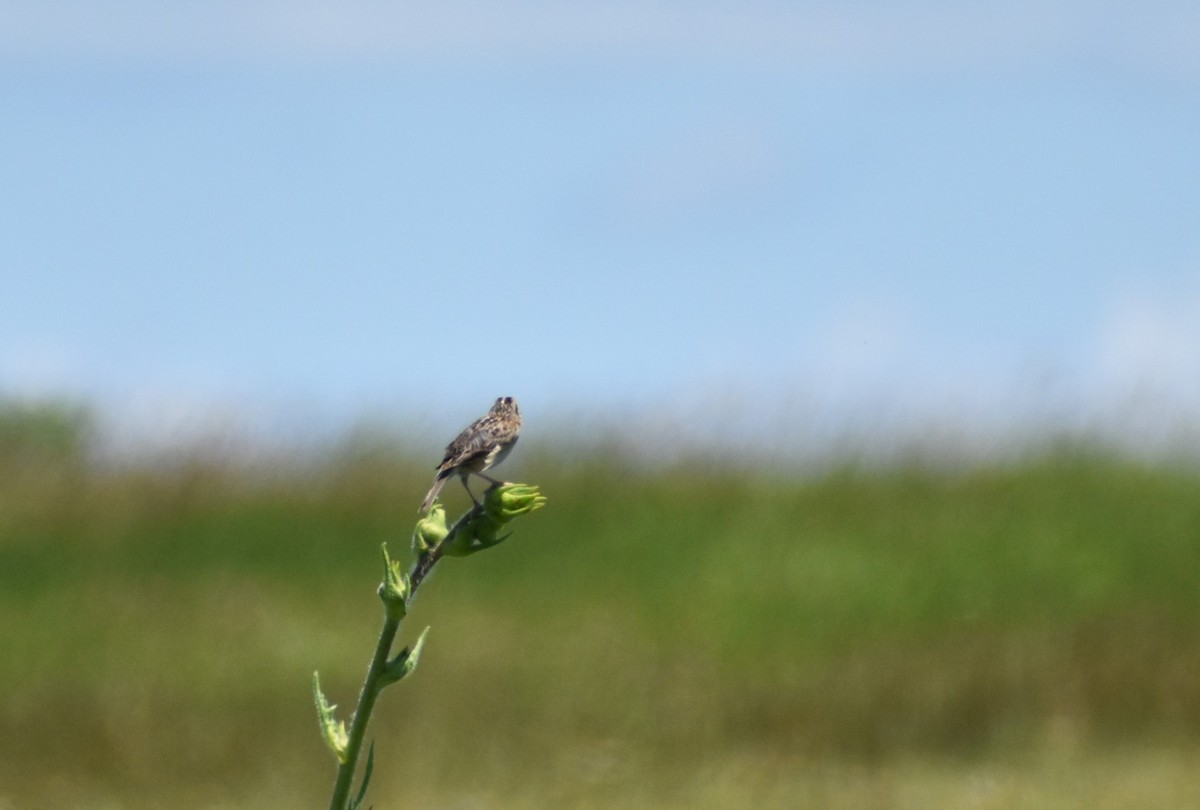 Grasshopper Sparrow - ML620840313