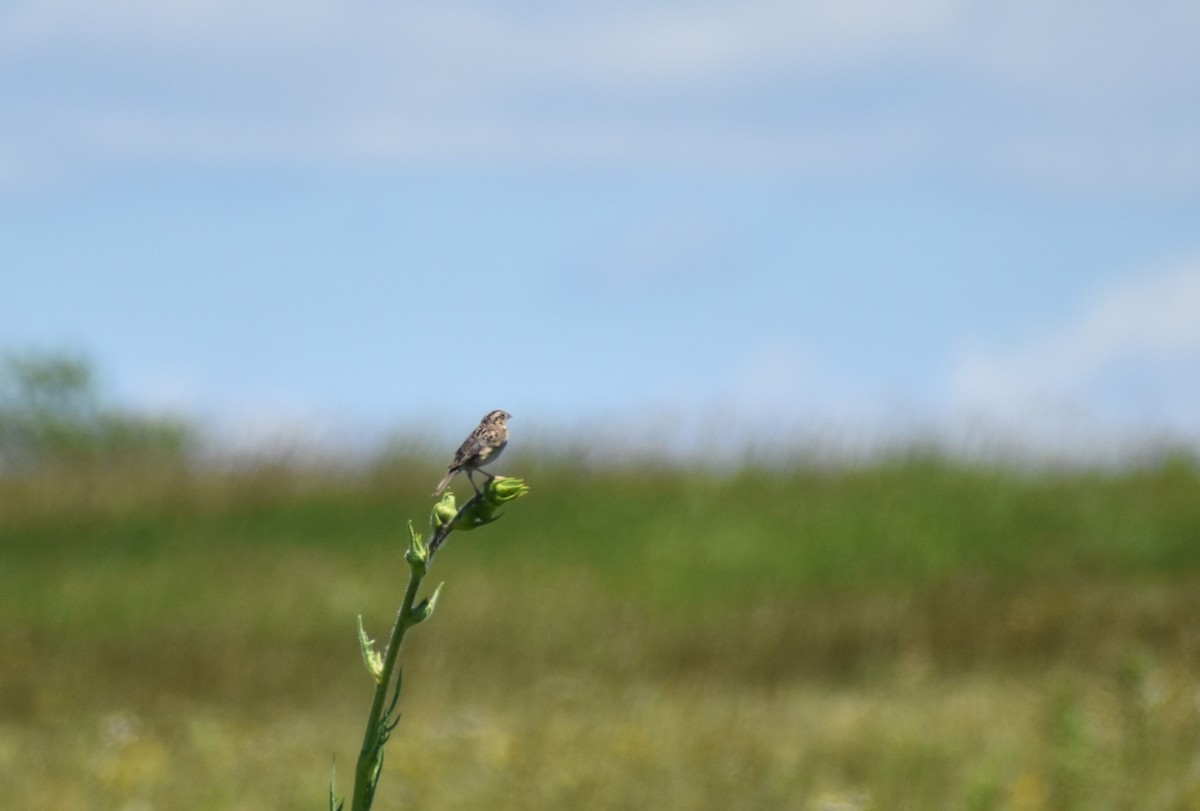 Grasshopper Sparrow - ML620840314