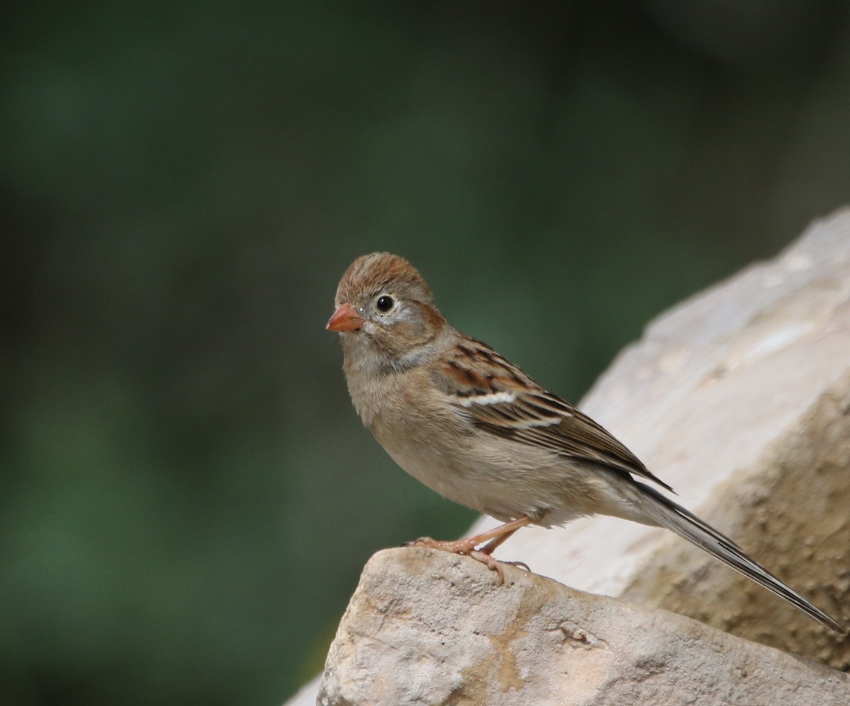 Field Sparrow - ML620840325