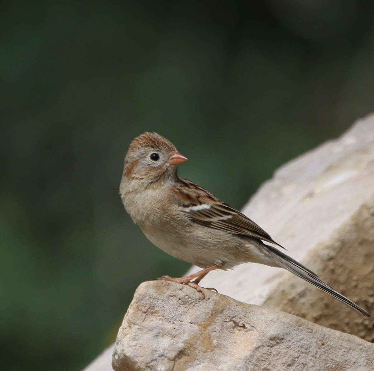 Field Sparrow - ML620840338