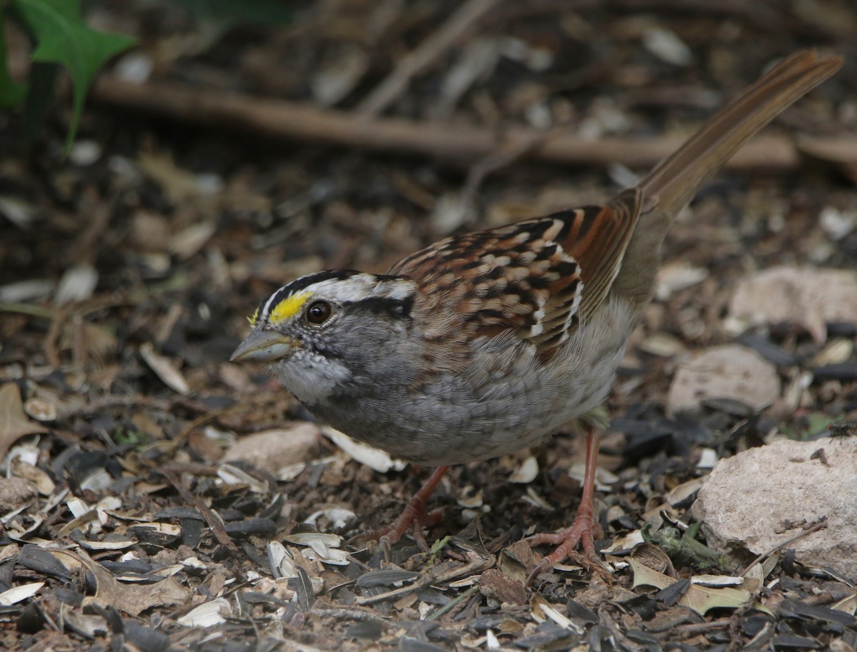 White-throated Sparrow - ML620840350