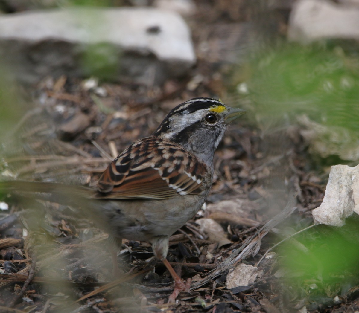 White-throated Sparrow - ML620840352