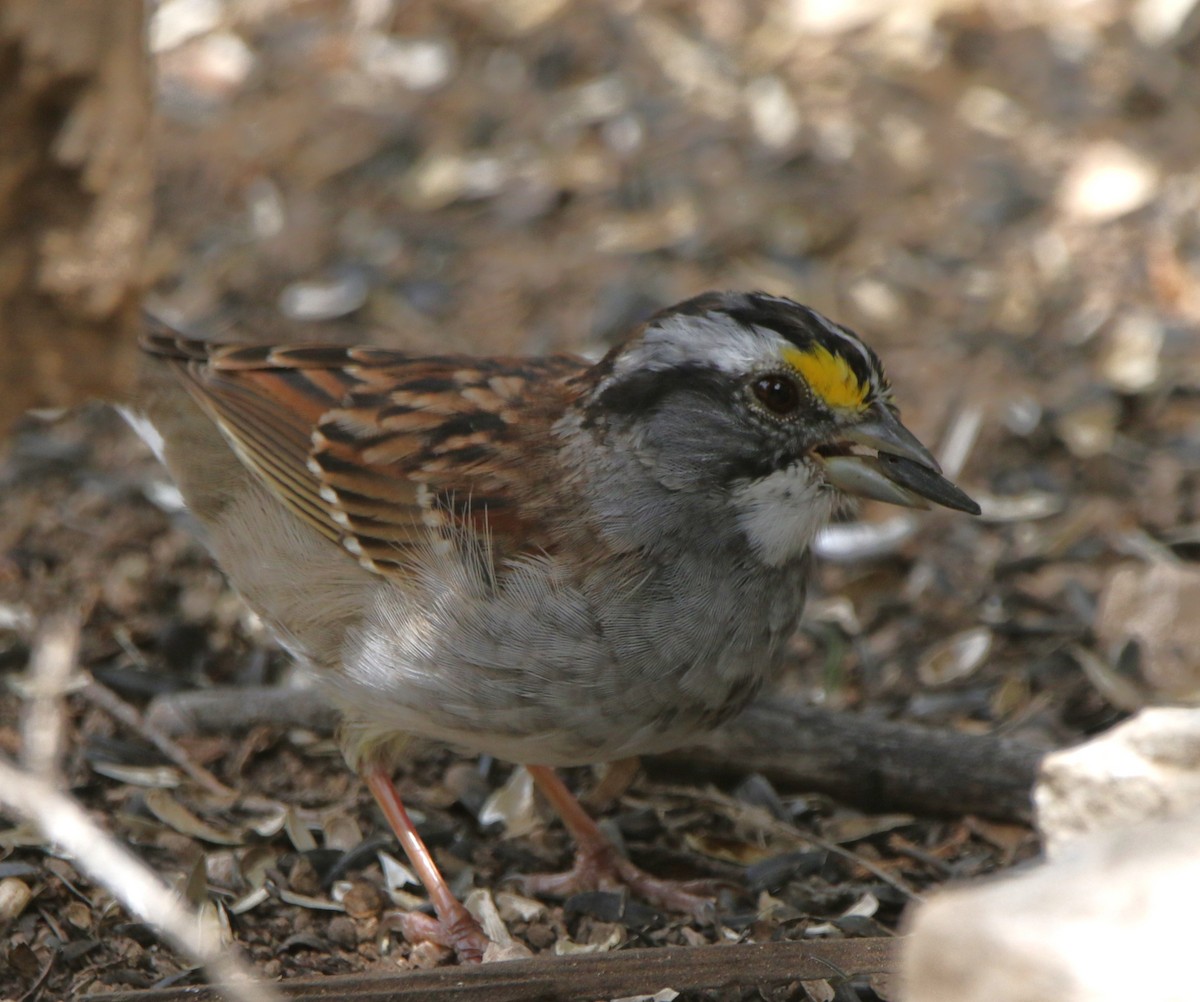 White-throated Sparrow - ML620840354