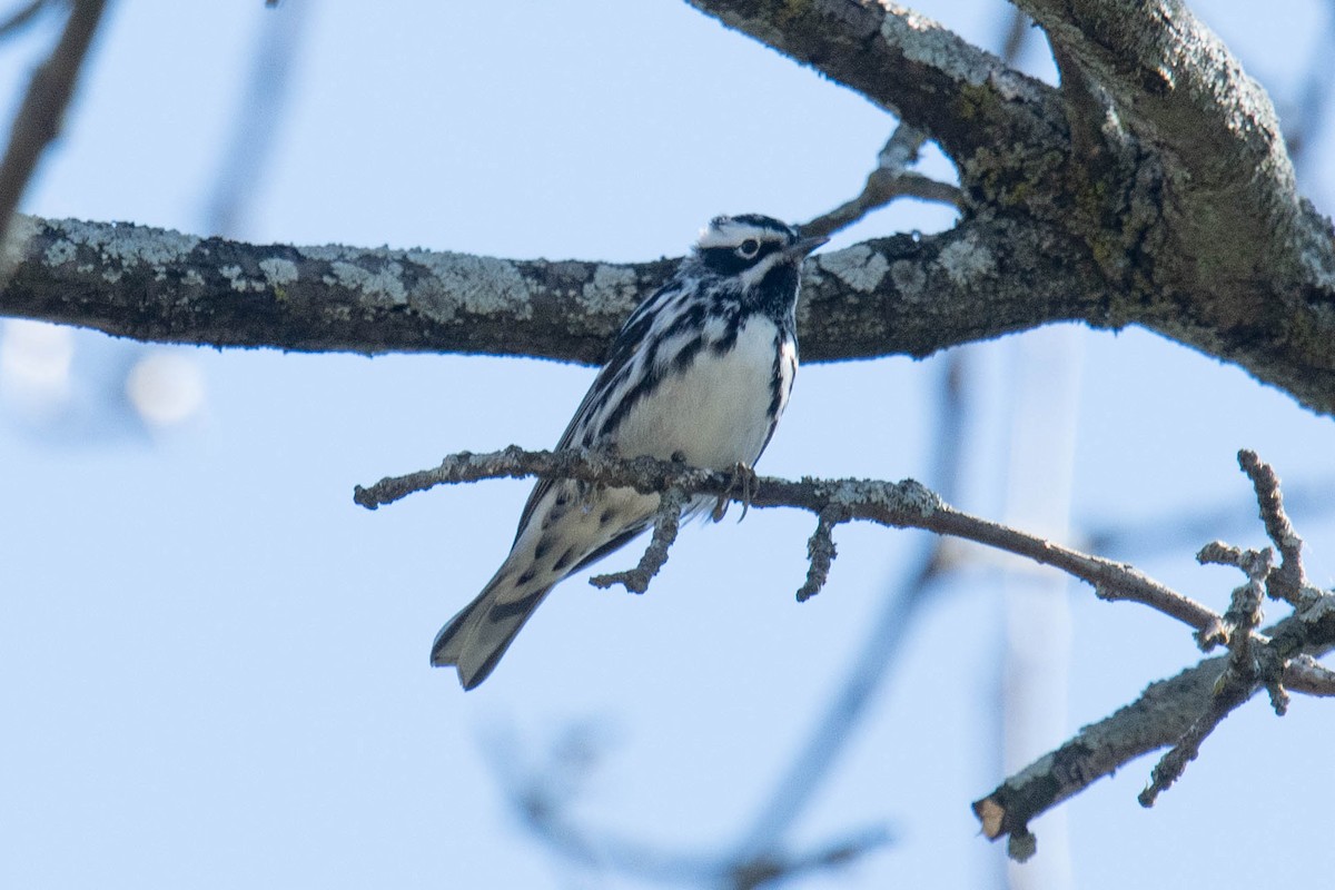 Black-and-white Warbler - ML620840363