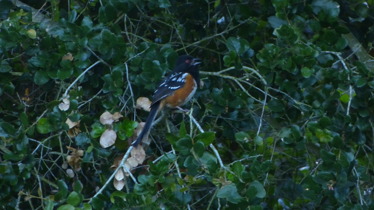 Spotted Towhee - ML620840398