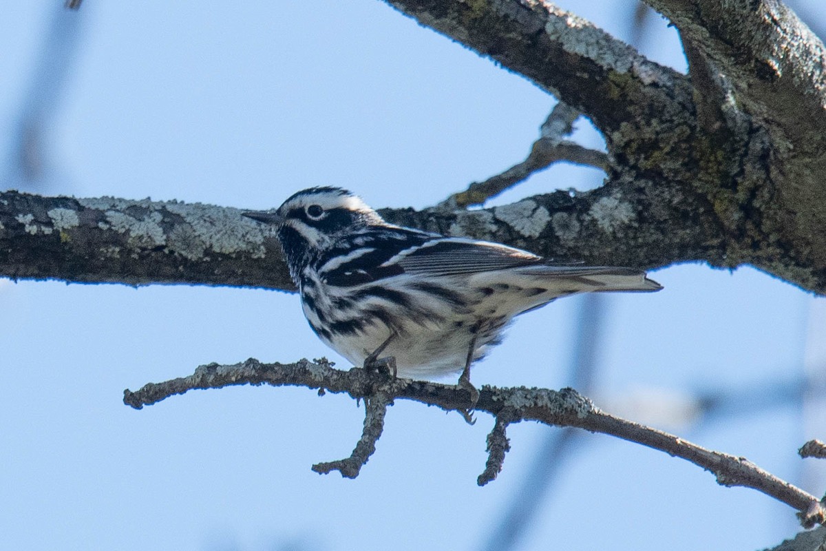 Black-and-white Warbler - ML620840400