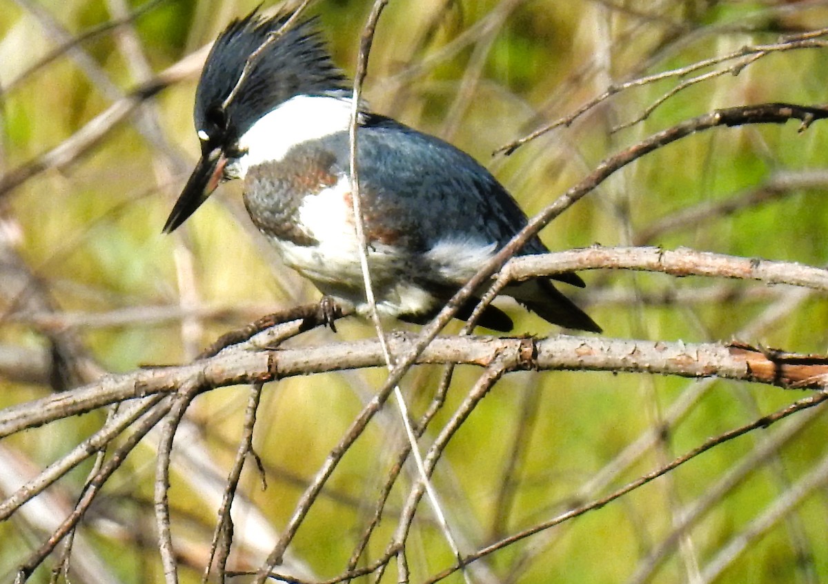 Belted Kingfisher - ML620840416