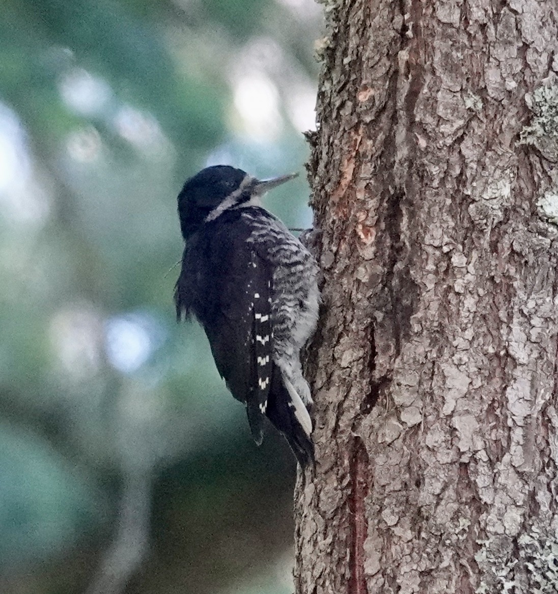 Black-backed Woodpecker - Jill Punches