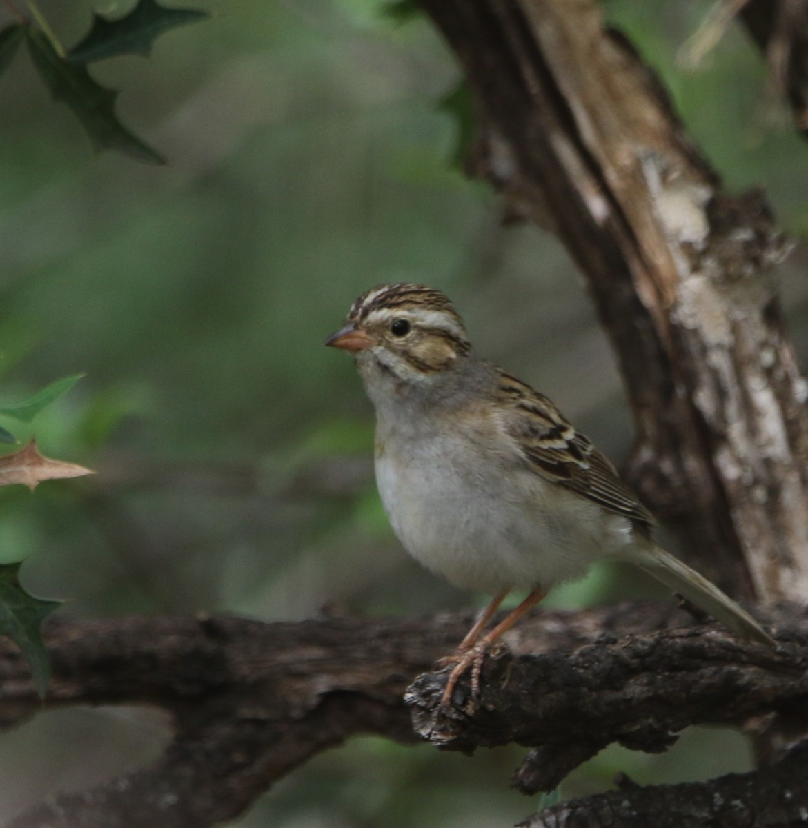 Clay-colored Sparrow - ML620840444