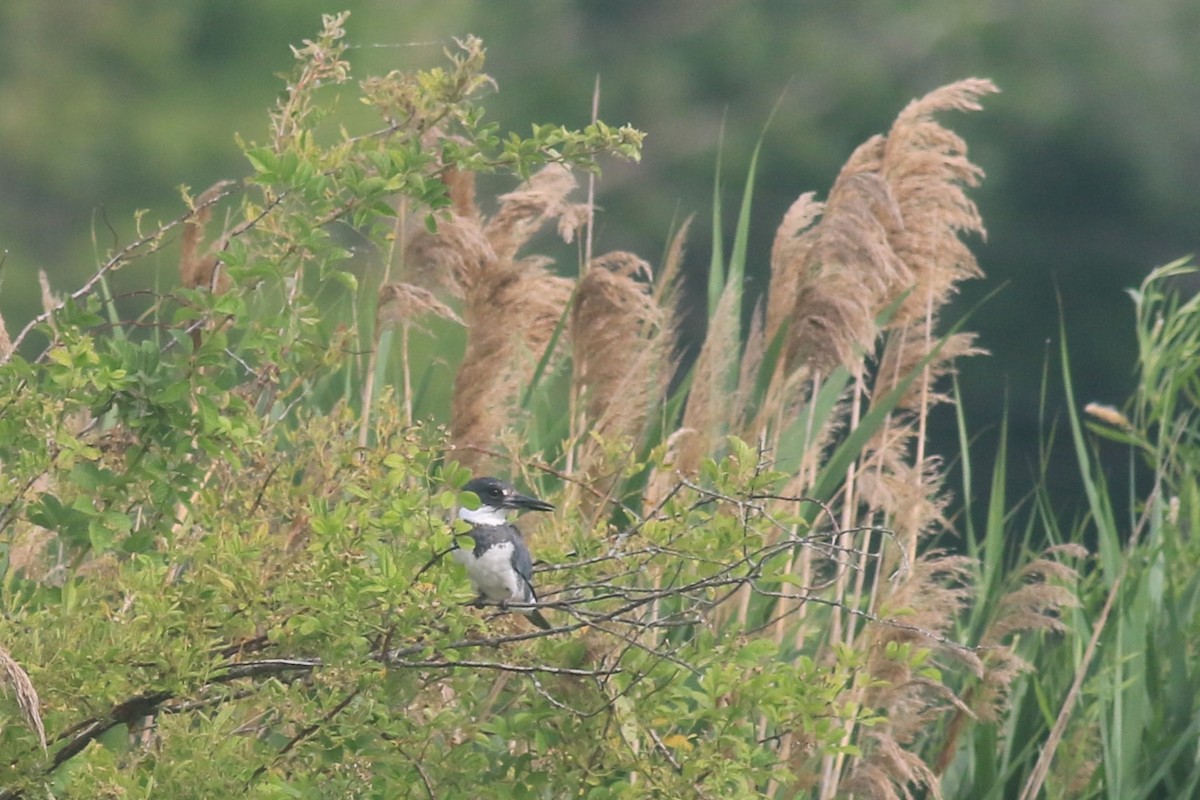Belted Kingfisher - ML620840447