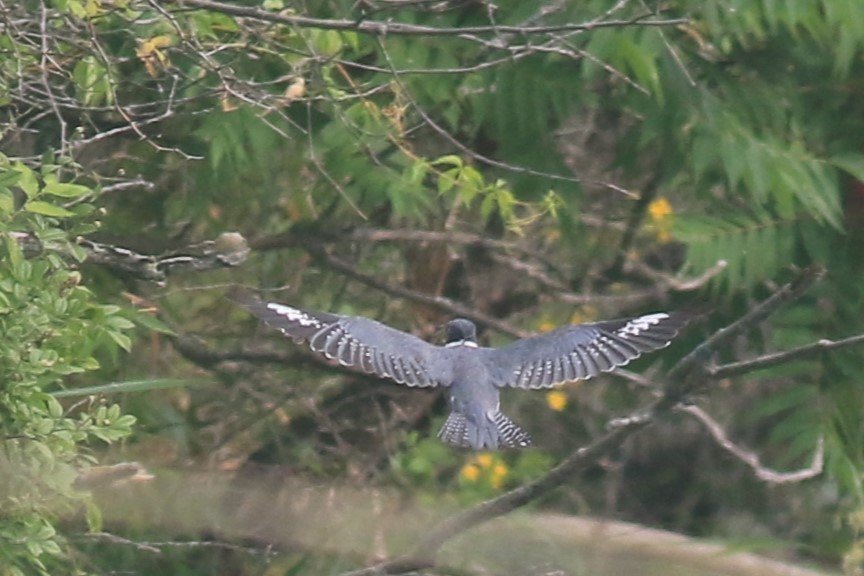 Belted Kingfisher - ML620840448