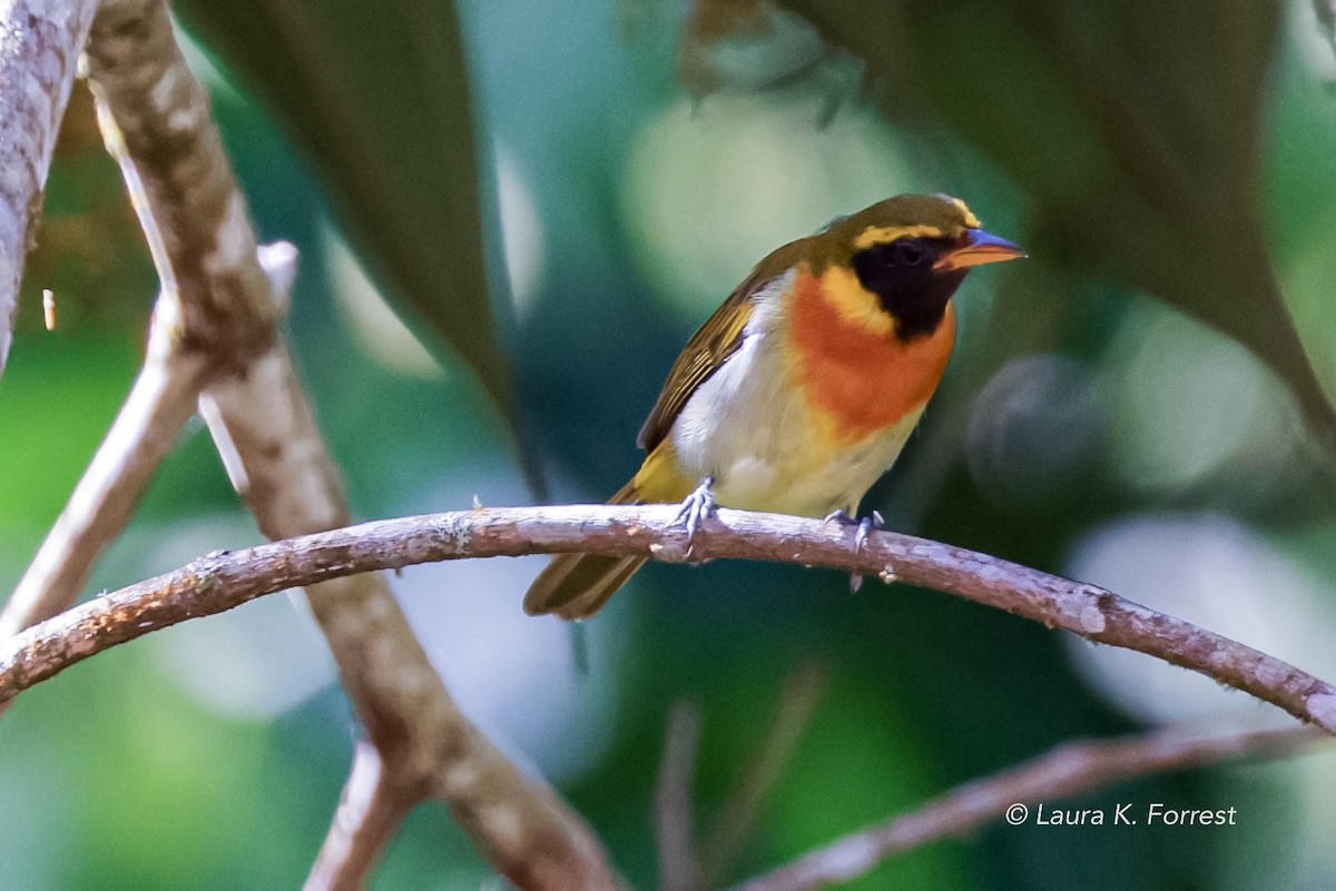 Guira Tanager - Laura Forrest