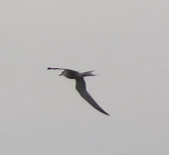 Common/Arctic Tern - ML620840494
