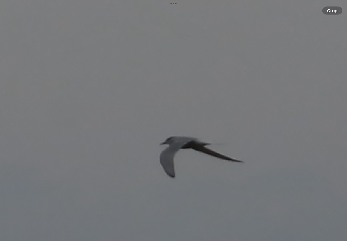 Common/Arctic Tern - ML620840495