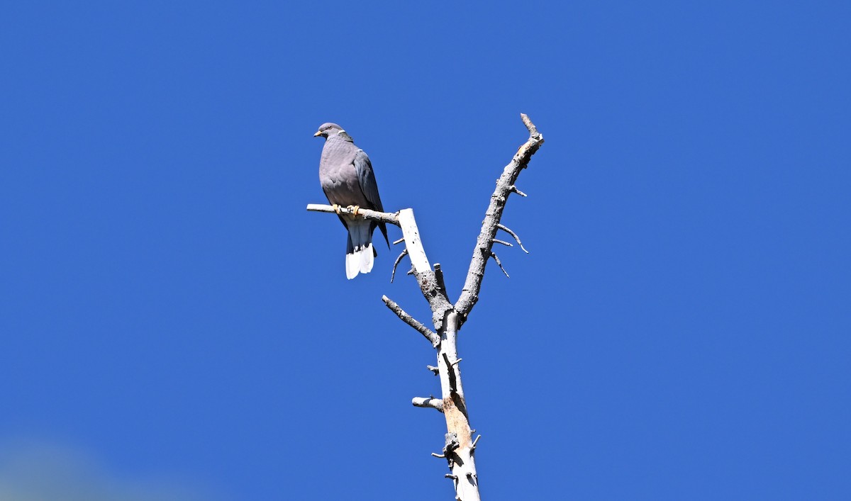 Band-tailed Pigeon - ML620840500