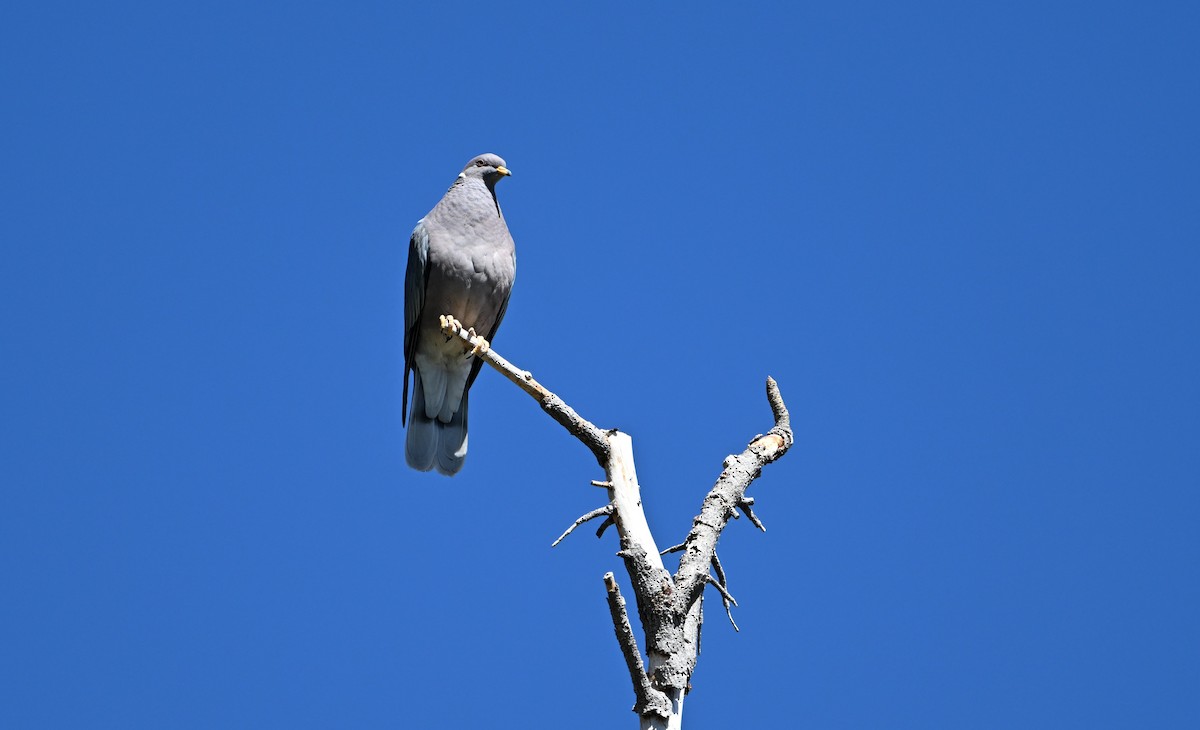 Band-tailed Pigeon - ML620840524