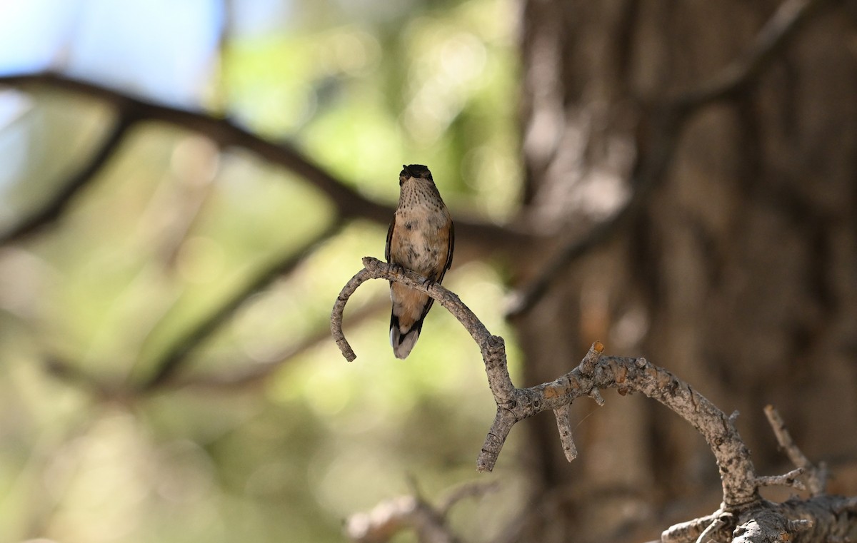 Broad-tailed Hummingbird - ML620840537
