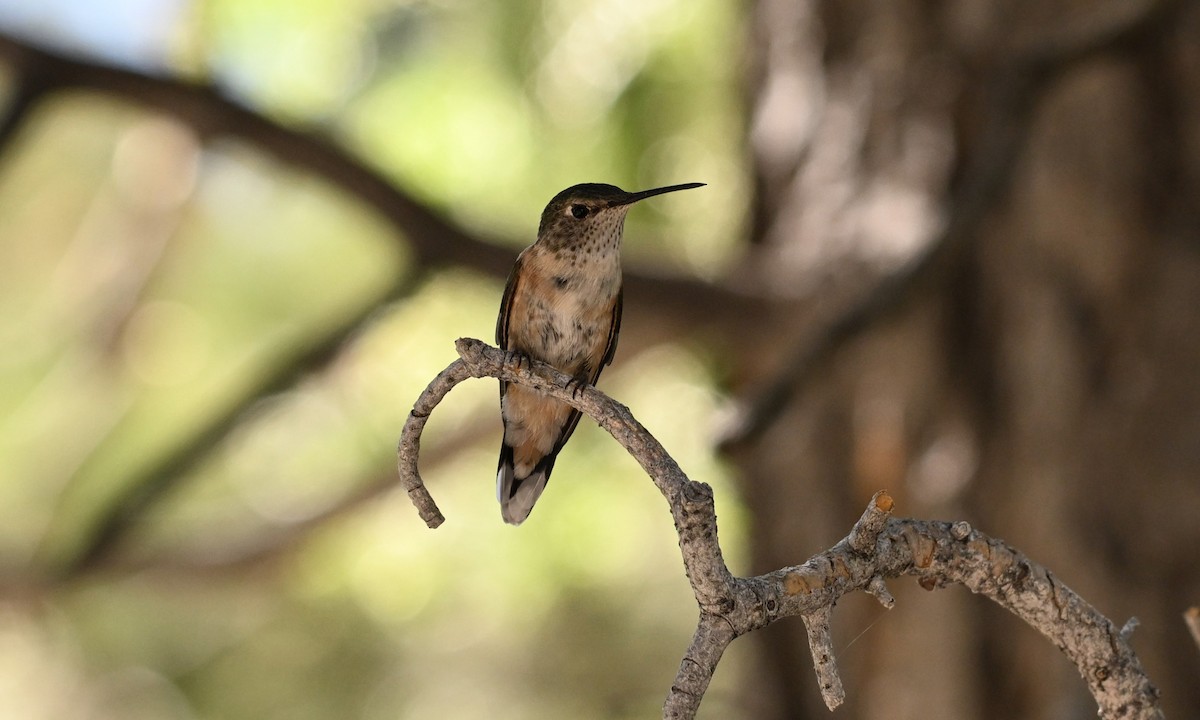 Broad-tailed Hummingbird - ML620840538