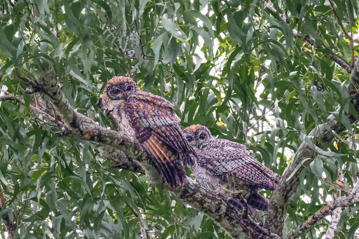 Mottled Wood-Owl - S S Suresh