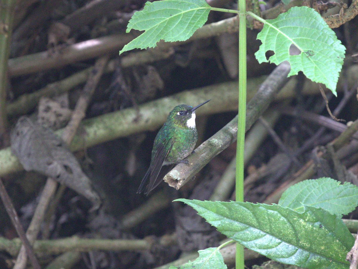 kolibřík turmalinový - ML620840552