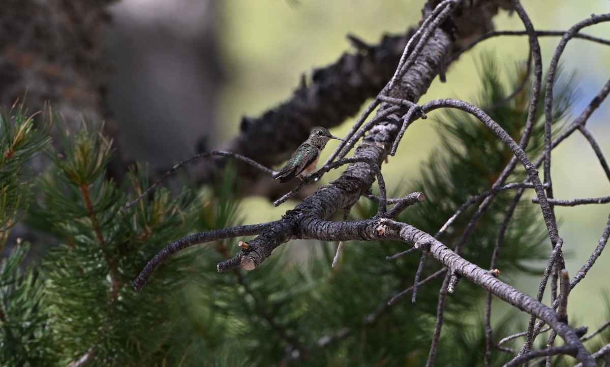Broad-tailed Hummingbird - ML620840585