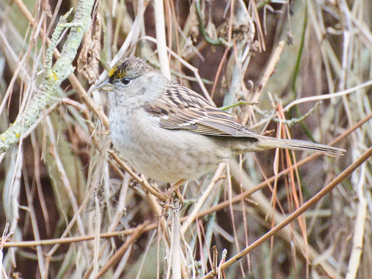 Golden-crowned Sparrow - ML620840586