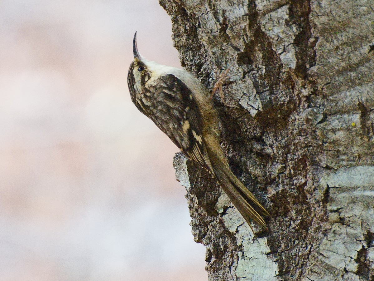 Brown Creeper (occidentalis Group) - ML620840589