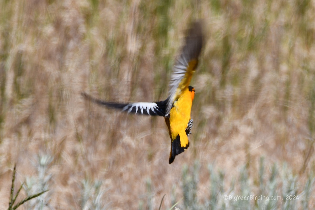 Bullock's Oriole - ML620840654