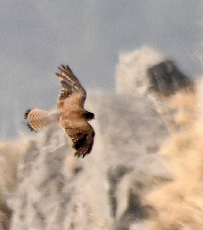 Eurasian Sparrowhawk - ML620840669