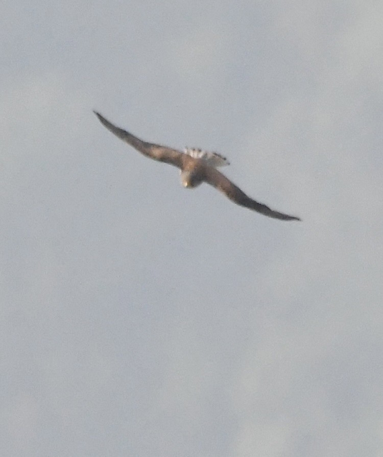 Eurasian Sparrowhawk - ML620840671