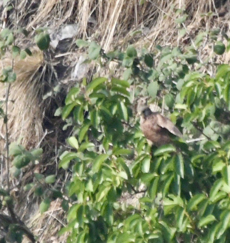 Eurasian Sparrowhawk - ML620840672