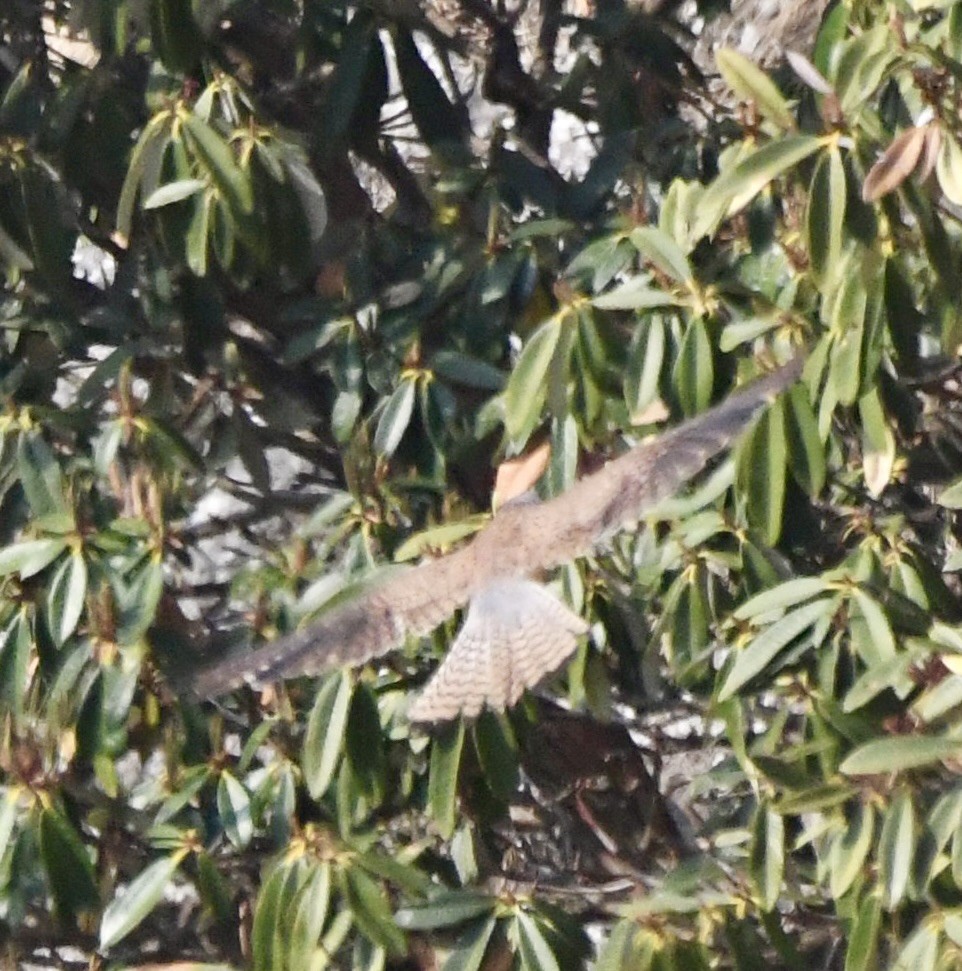 Eurasian Sparrowhawk - ML620840675