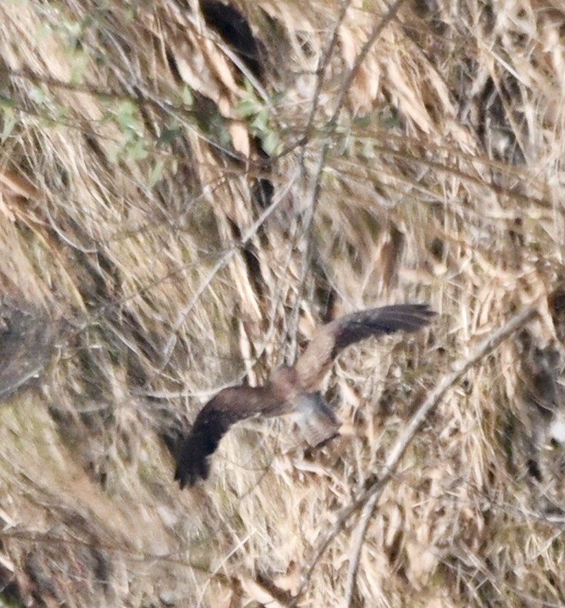 Eurasian Sparrowhawk - mark perry