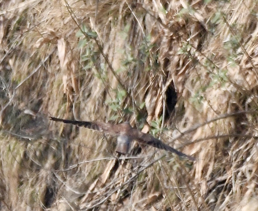 Eurasian Sparrowhawk - ML620840677
