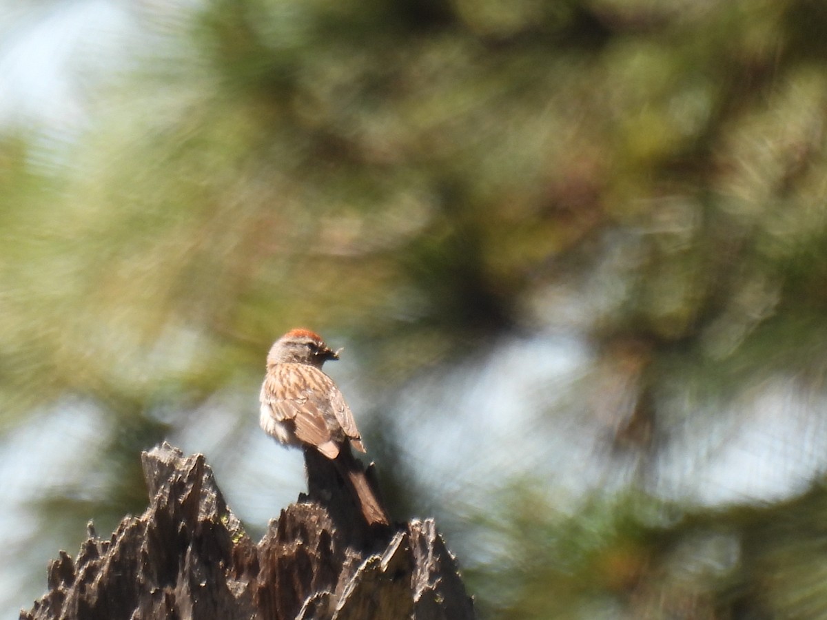 Chipping Sparrow - ML620840693